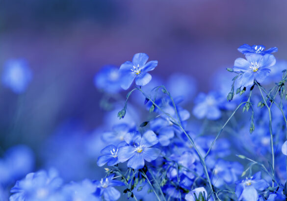 Chip oosten syndroom Wat is de psychologische betekenis van de kleur blauw? - Inspirerend Leven