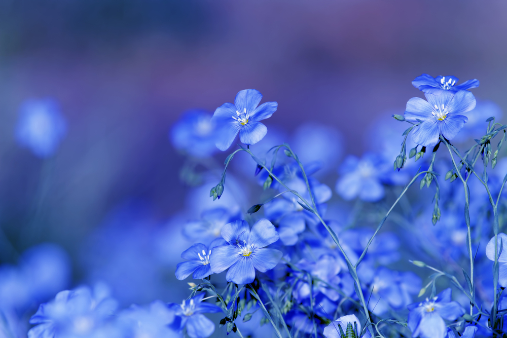 Wat is de psychologische betekenis van de kleur blauw?