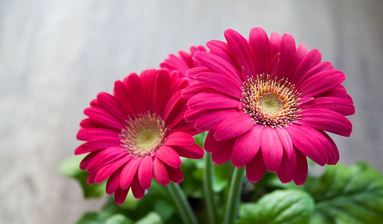 Wat is de psychologische betekenis van de kleur magenta?