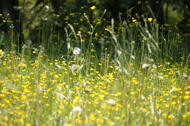 Leven zonder (hooikoorts) allergie