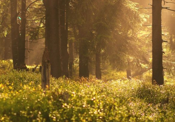 Spiritualiteit en herstellen van narcistisch misbruik