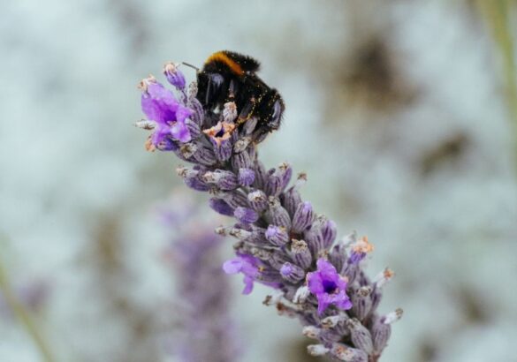 De spirituele betekenis van de hommel: opruimen, opnieuw beginnen en dromen realiseren