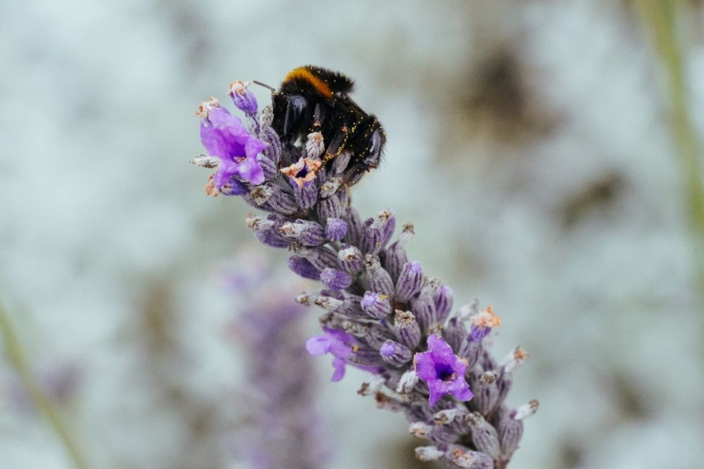 De spirituele betekenis van de hommel: opruimen, opnieuw beginnen en dromen realiseren