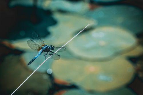 De spirituele betekenis van de libelle: wat betekent het voor jou?