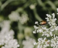 Spirituele betekenis van de kever: ontdek jouw zachte zelf