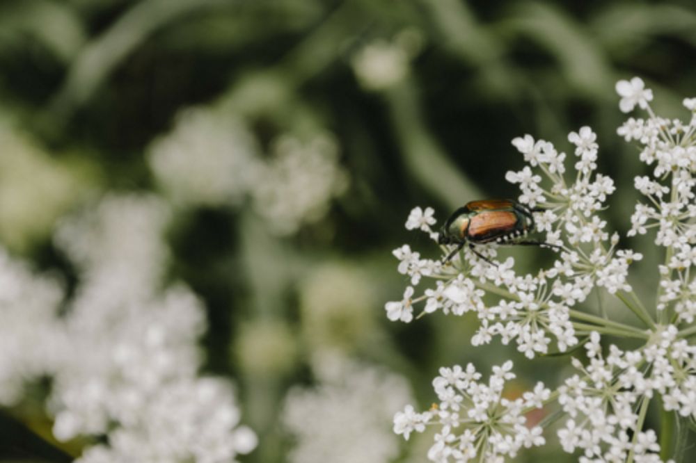 Spirituele betekenis van de kever: ontdek jouw zachte zelf