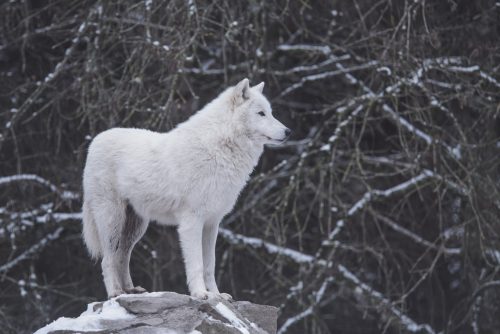 Spirituele betekenis van de wolf: saamhorigheid en innerlijke kracht