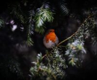 De spirituele betekenis van de Roodborst: wat betekent dit voor jou?