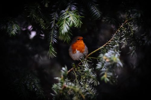 De Roodborst vertelt over liefde en leven uit jouw hart