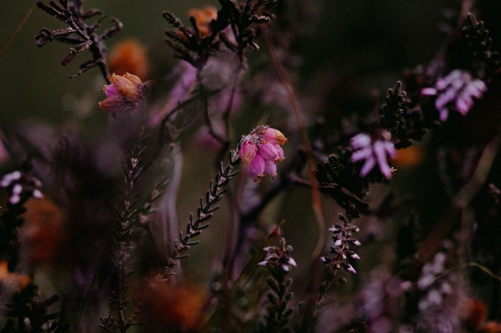 De energetische kracht van betoverende herfstkleuren: introspectie en vertragen