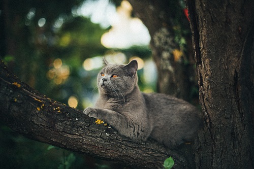 De spirituele betekenis van de kat: mooie energie en verbinding met jouw zelf