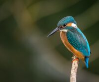 De spirituele betekenis van de ijsvogel: jouw diepste zijn en innerlijk vuur