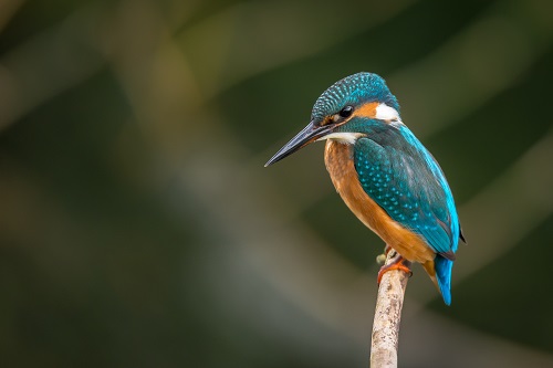 De spirituele betekenis van de ijsvogel: jouw diepste zijn en innerlijk vuur