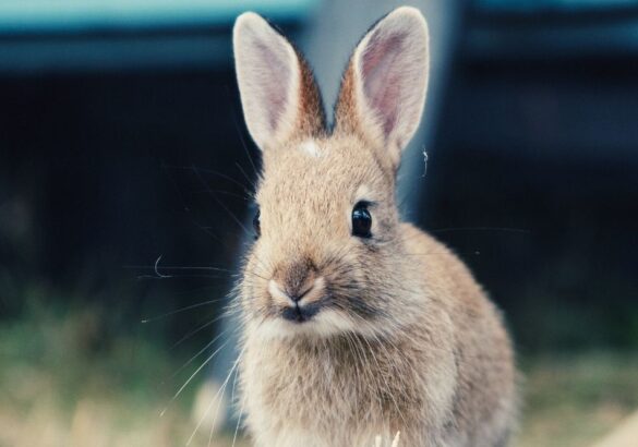 De spirituele betekenis van het konijn: angsten overwinnen