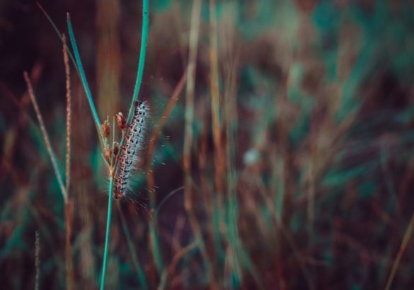 De spirituele betekenis van de rups: wat heb je echt nodig?