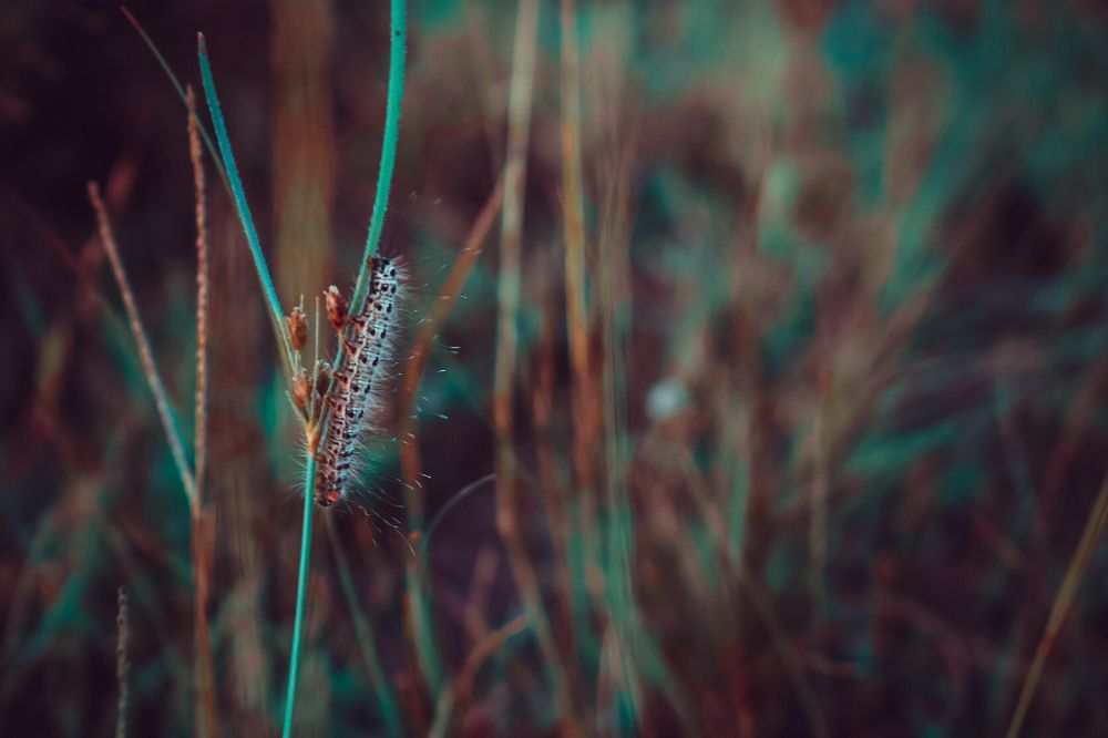 De spirituele betekenis van de rups: wat heb je echt nodig?