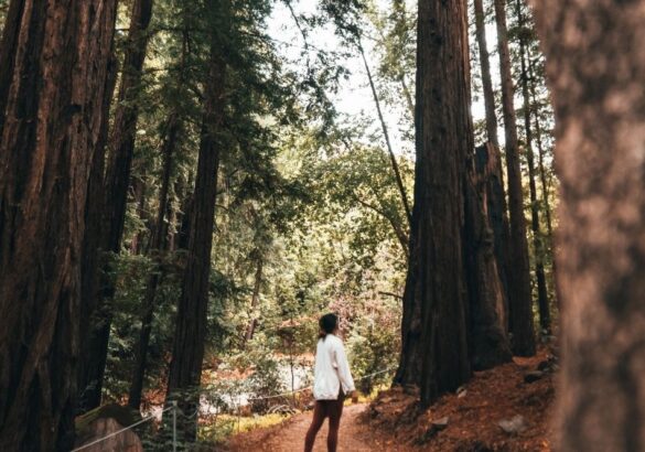 Wandelen als natuurlijke stressverlager: de heilzame werking van de natuur