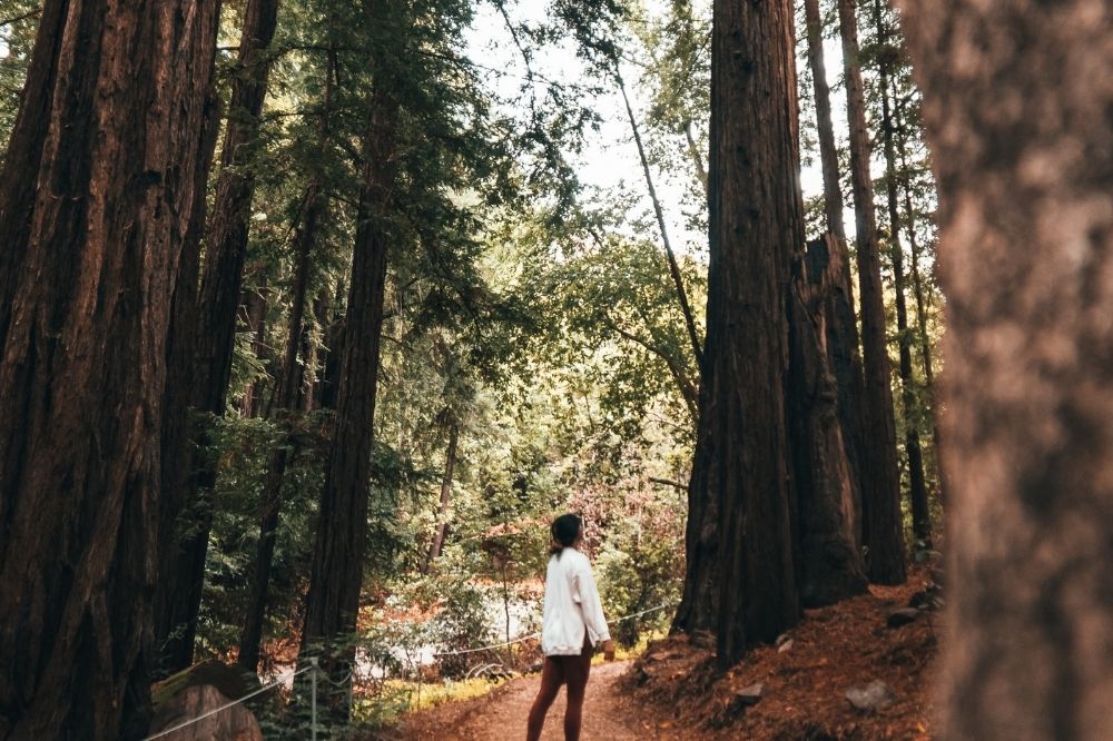 Wandelen als natuurlijke stressverlager: de heilzame werking van de natuur