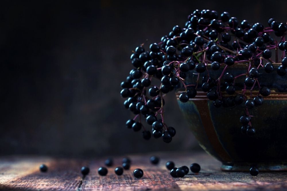 Waarom vlierbessen deze tijd van het jaar hard nodig zijn voor je gezondheid