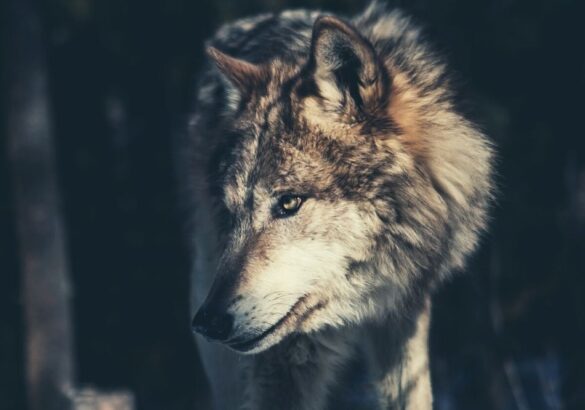 Over Wolf en andere krachtdieren: ontmoet jouw eigen beschermer!