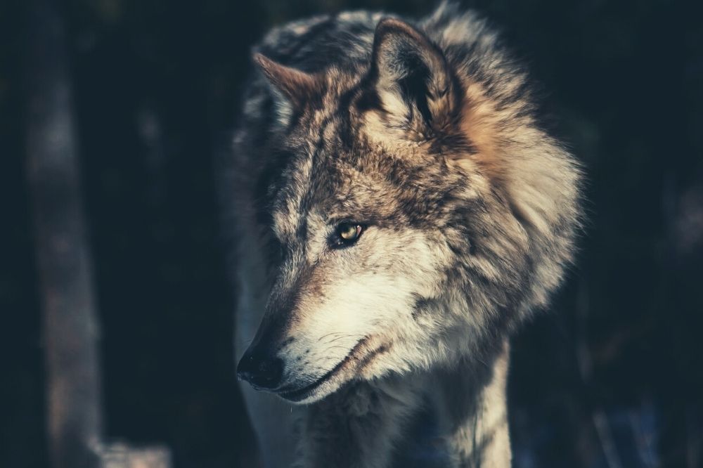 Over Wolf en andere krachtdieren: ontmoet jouw eigen beschermer!