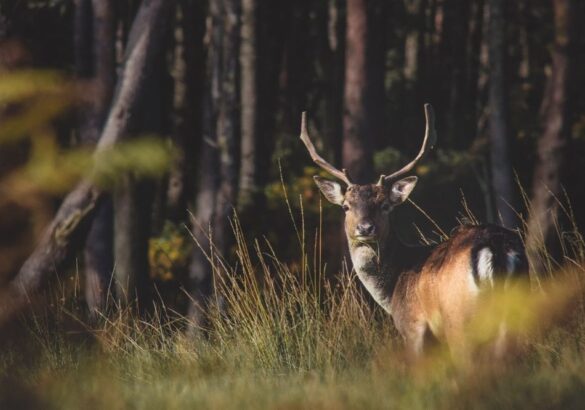 De spirituele betekenis van het Edelhert: herpak de regie van je leven en straal!