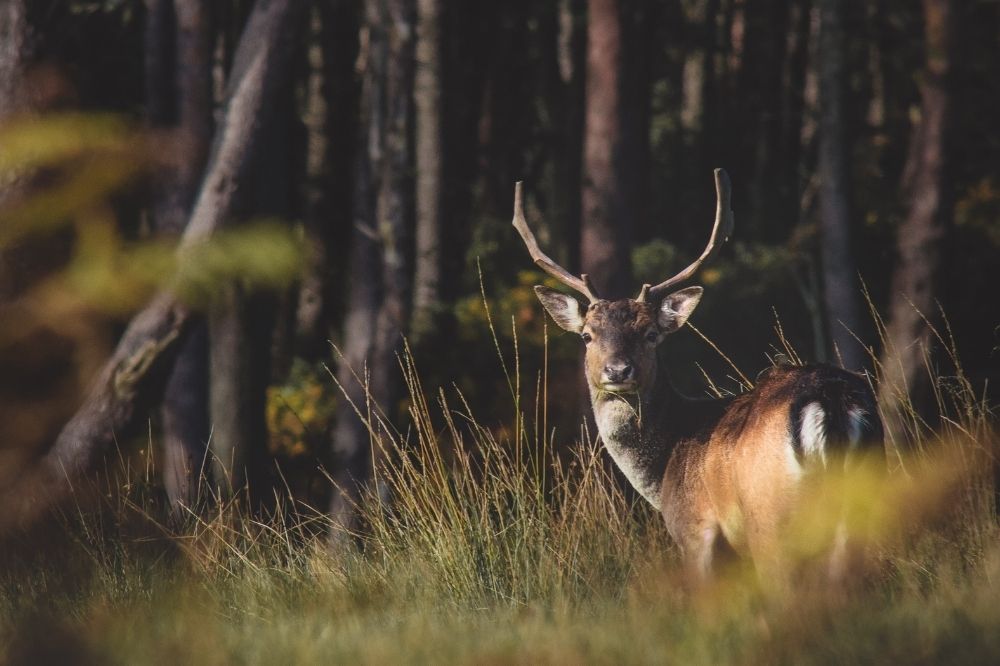 De spirituele betekenis van het Edelhert: herpak de regie van je leven en straal!