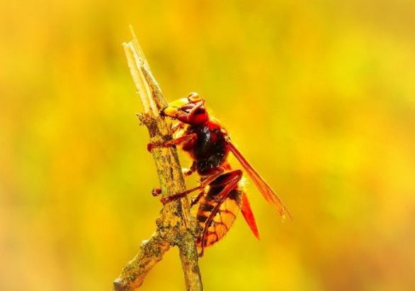 De spirituele betekenis van de Hoornaar: leef een liefdevol en bewust leven