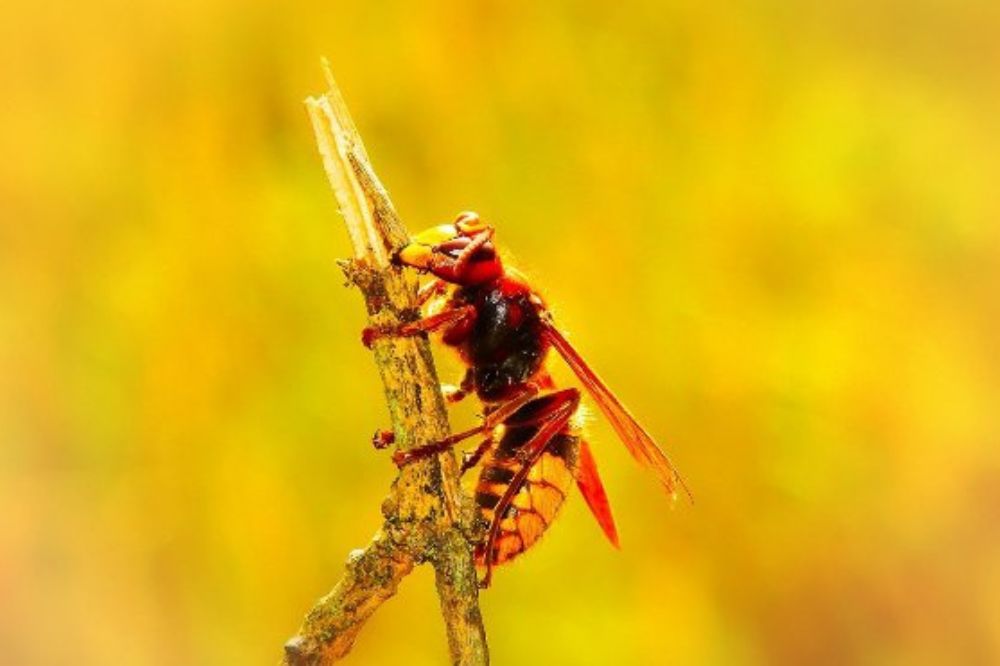 De spirituele betekenis van de Hoornaar: leef een liefdevol en bewust leven