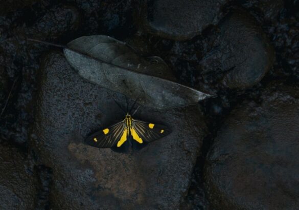 Narcisme uit de schaduw duwen: van mythe tot stoornis