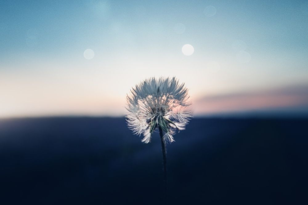 De spirituele boodschap van de paardenbloem: zij geeft je groeikansen