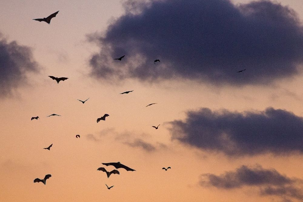 De spirituele betekenis van de vleermuis: wat betekent dit voor jou?