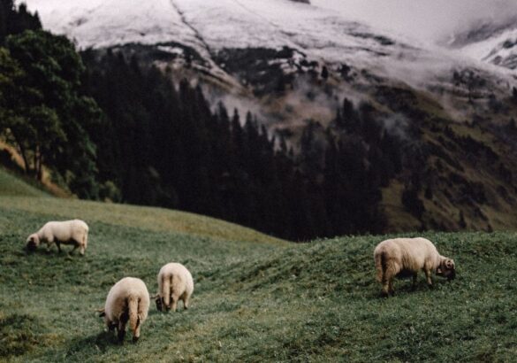 De spirituele betekenis van het Schaap: wat betekent het als je steeds schapen tegenkomt?