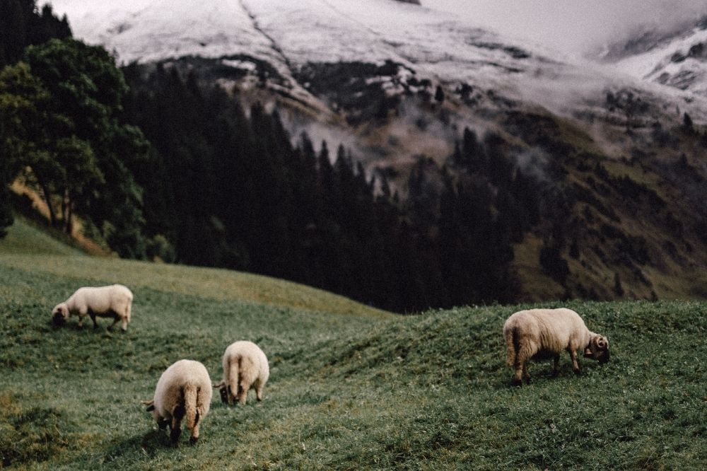 De spirituele betekenis van het Schaap: wat betekent het als je steeds schapen tegenkomt?