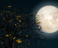 Volle maan in Boogschutter (11 juni 2025): krachtige maanenergie & ruimte voor zelfheling
