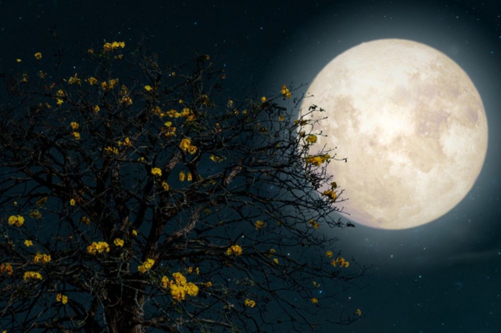 Weekhoroscoop 21 tot 28 oktober 2023: volle maan en maansverduistering in Stier