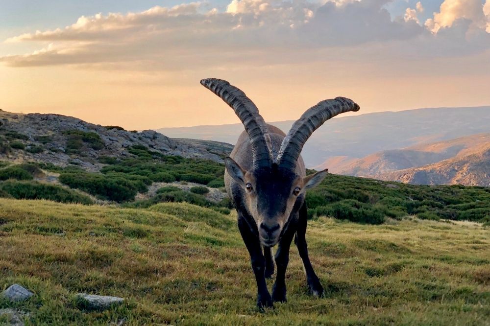 De spirituele boodschap van de geit: wat betekent het voor jou?