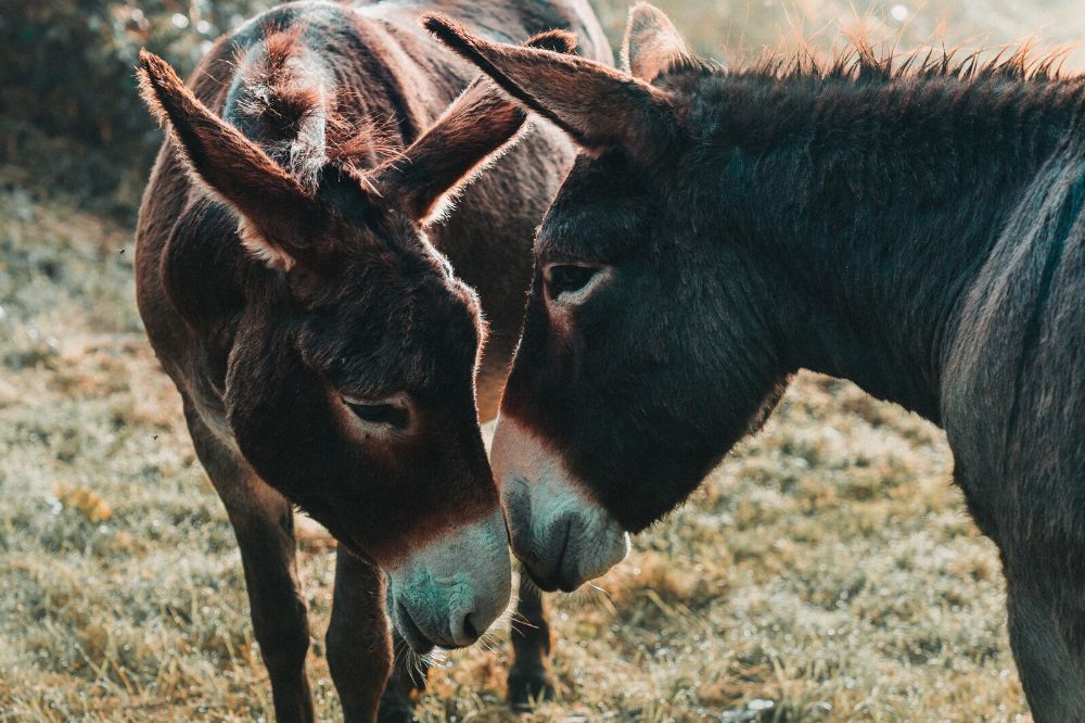 De spirituele betekenis van de ezel: wat betekent het voor jou?