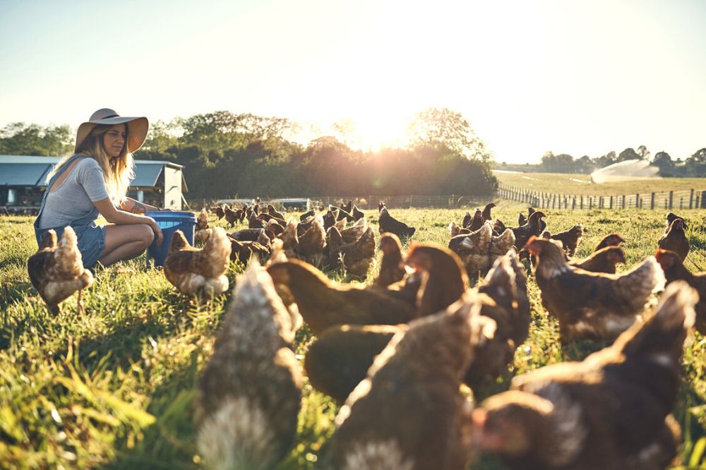 De spirituele boodschap van de kip: wat betekent het voor jou?