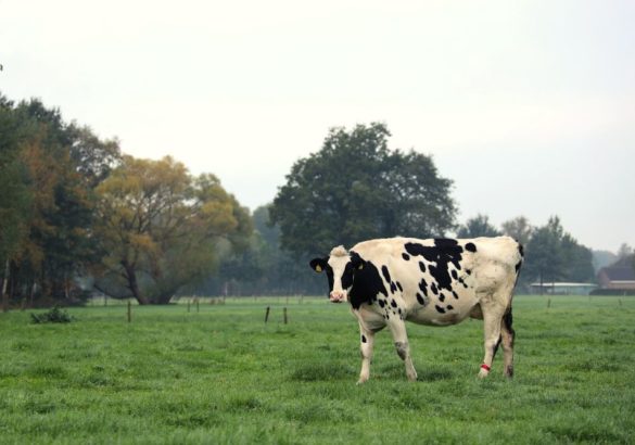 De spirituele boodschap van de koe: wat betekent het voor jou?