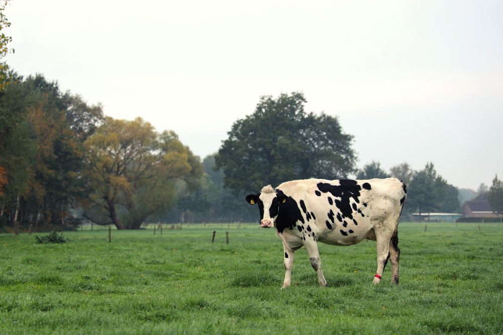 De spirituele boodschap van de koe: wat betekent het voor jou?