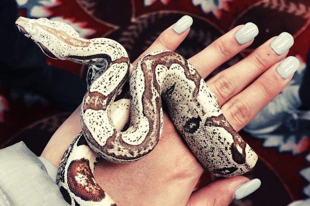 De spirituele betekenis van de slang: wat betekent het voor jou?