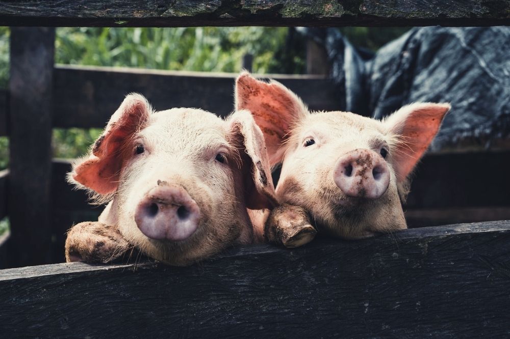 De spirituele boodschap van het varken: wat maakt jou werkelijk gelukkig?