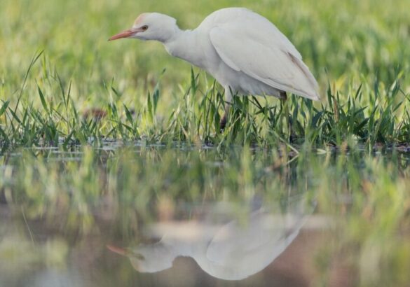 De spirituele betekenis van de koereiger: kom uit je hoofd & ontspan (juist nu!)