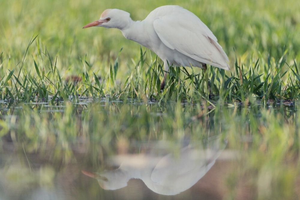 De spirituele betekenis van de koereiger: kom uit je hoofd & ontspan (juist nu!)