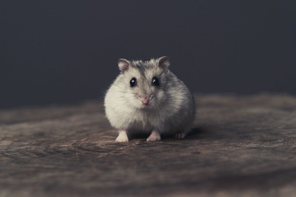 De spirituele boodschap van de hamster: hoe ‘gekooid’ voel jij je?