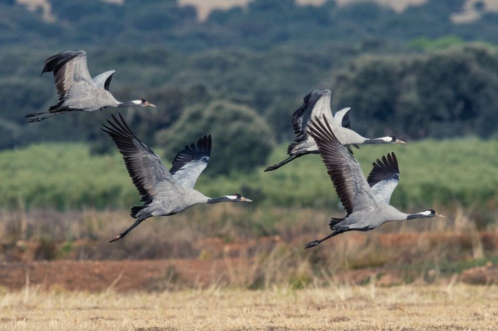 De spirituele boodschap van de kraanvogel: creëer stilte in je leven (zeker als je hooggevoelig bent)