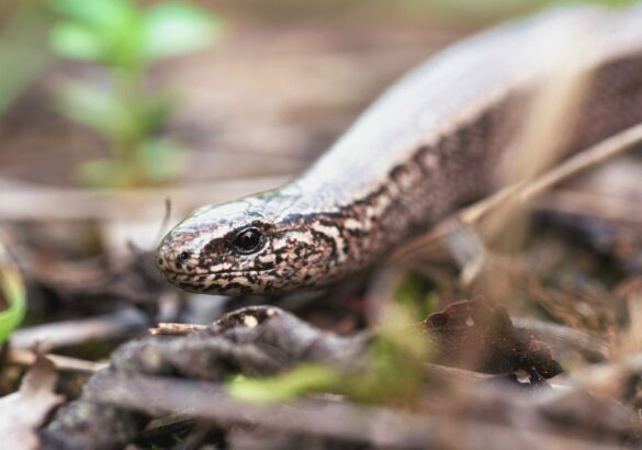 De spirituele betekenis van de hazelworm: wat betekent het voor jou?