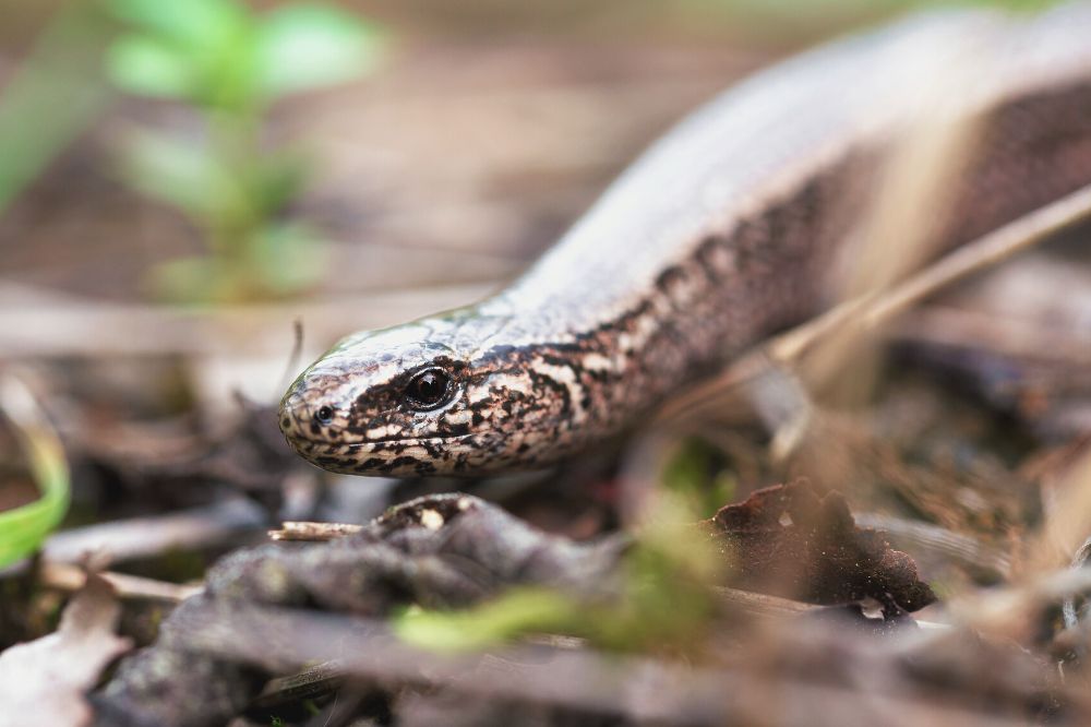 De spirituele betekenis van de hazelworm: wat betekent het voor jou?