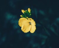 Deze 5 boeken over narcisme kunnen je helpen om te helen